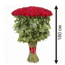 51 giant roses 180 cm